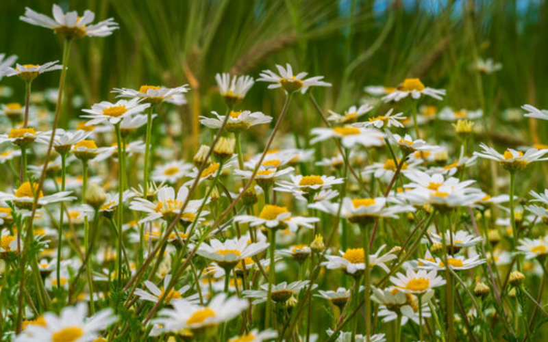 A picture of Chamomile