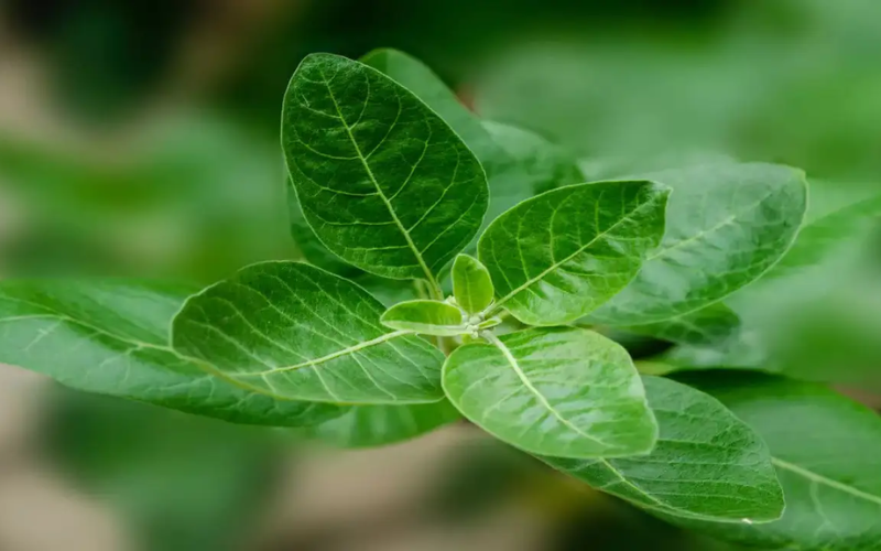 A picture of Ashwagansha