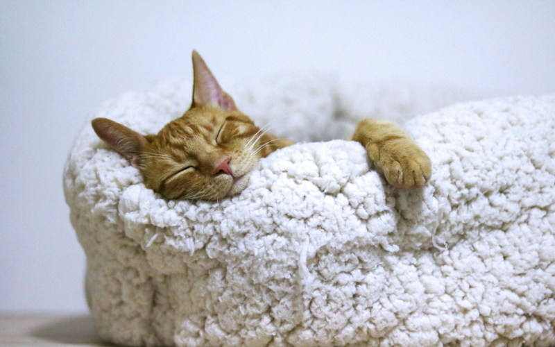 A cat is sleeping