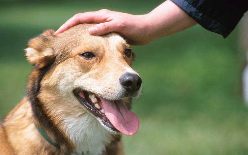 Hand touching a dog