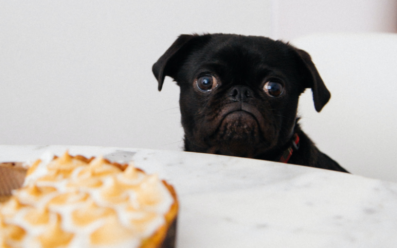 bulldog staring at pie