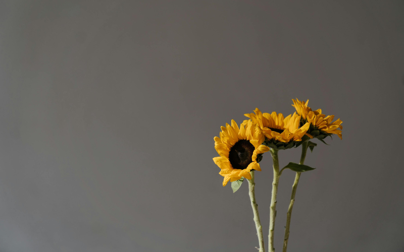 Yellow sunflower in close-up