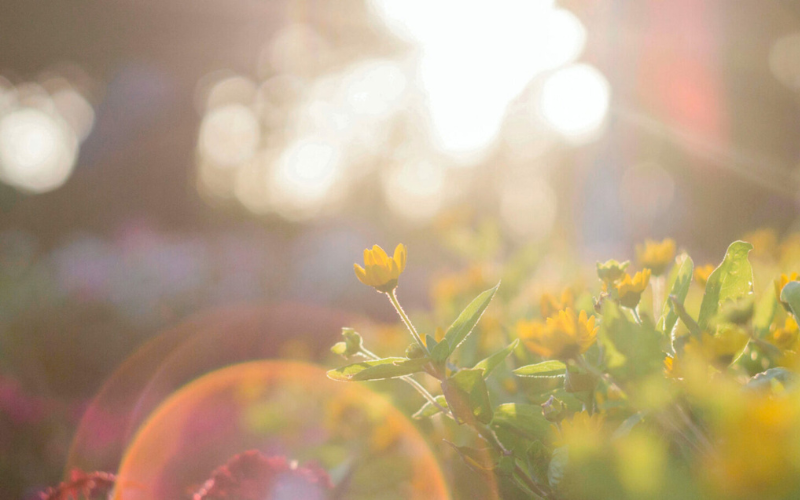 Natural light in a sunny day