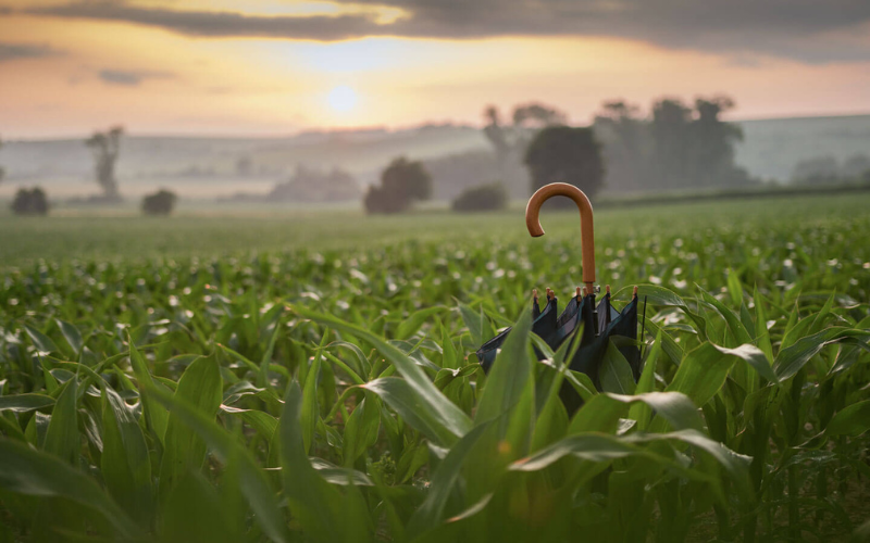 umbrella in a field of grass