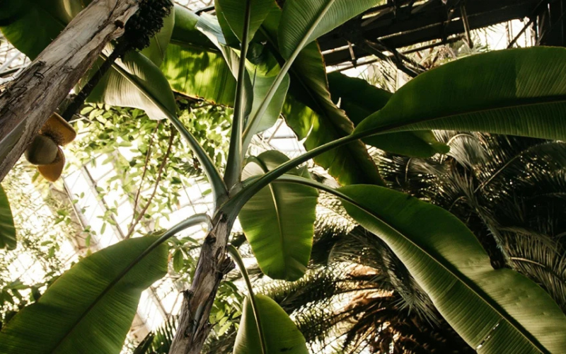 banana trees