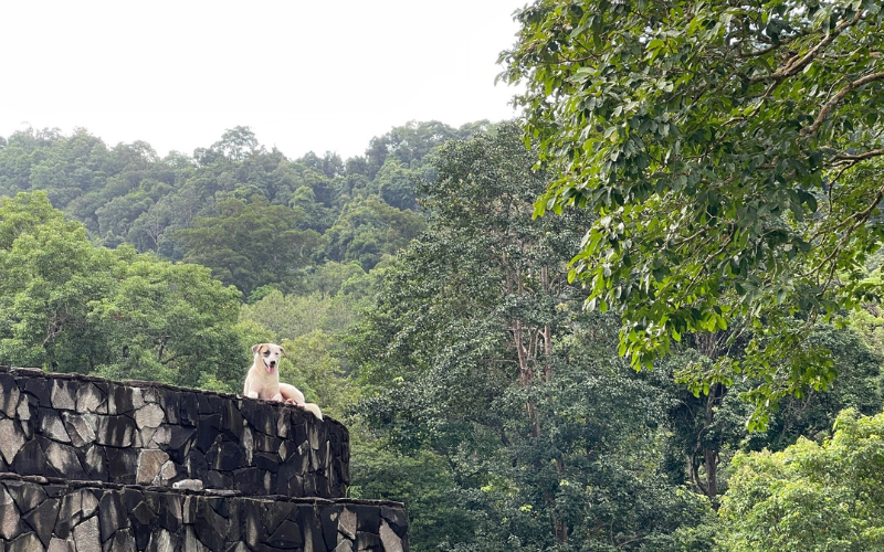 Picture 9: A telephoto shot of a scene