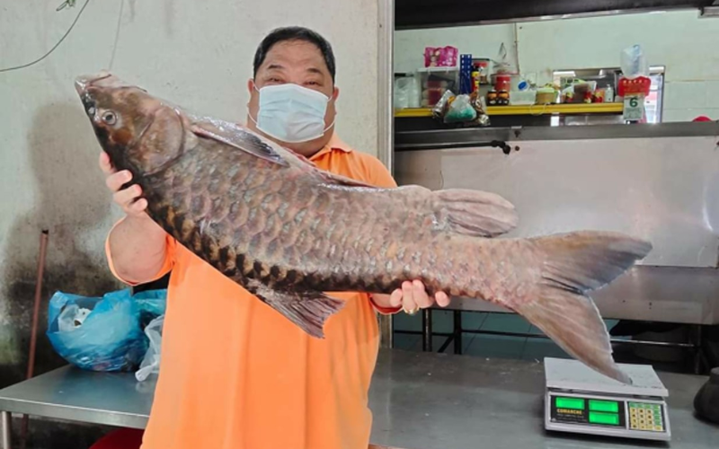 What’s the most expensive fish in Malaysia?