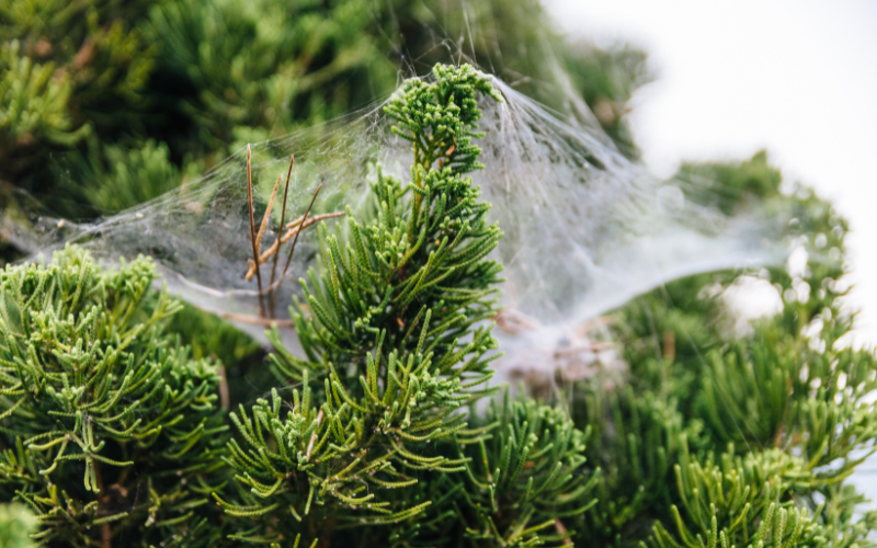 A spiderweb on a pine tree