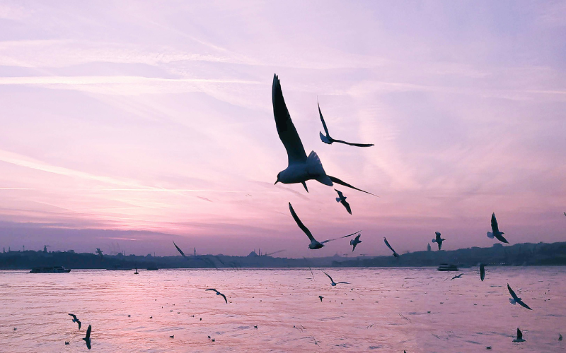 Birds flying in the purple dusk sky