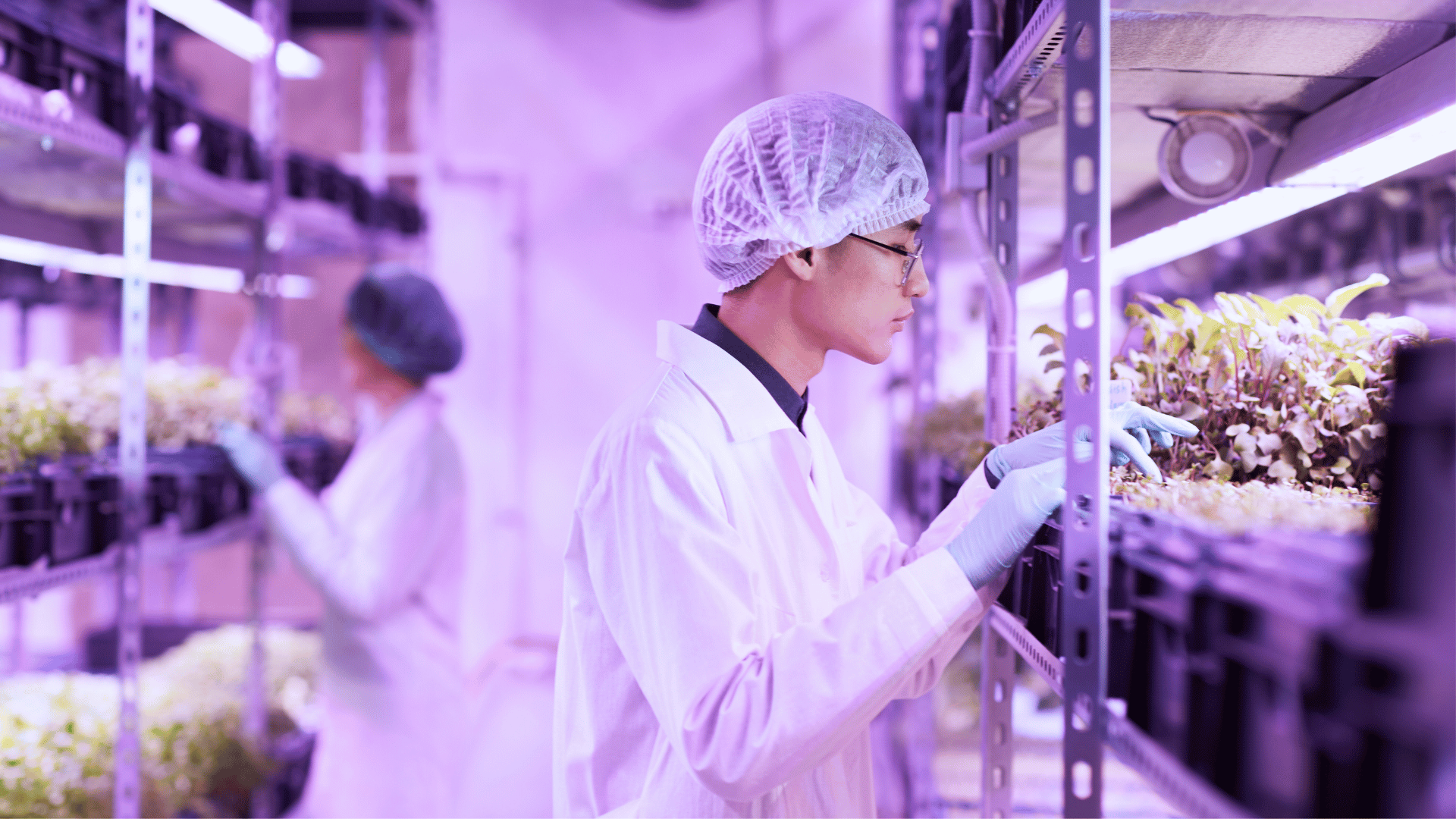 Male scientist running checks on the plant in the indoor farming house