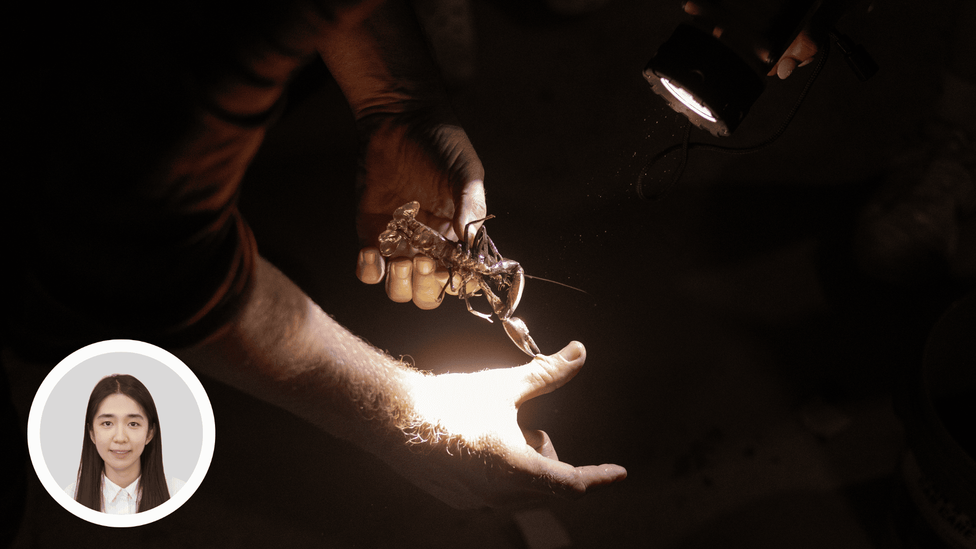 A man by torch light tries to remove an Australian freshwater yabby
