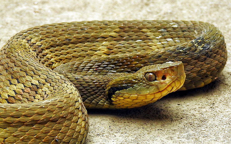 Brazilian Pit Viper