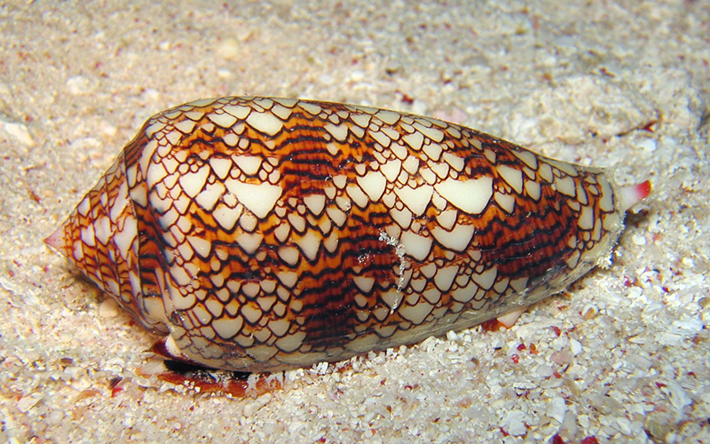 Cone Snail