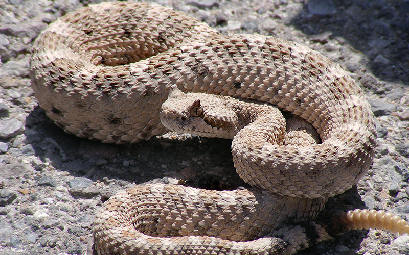 Rattlesnake 