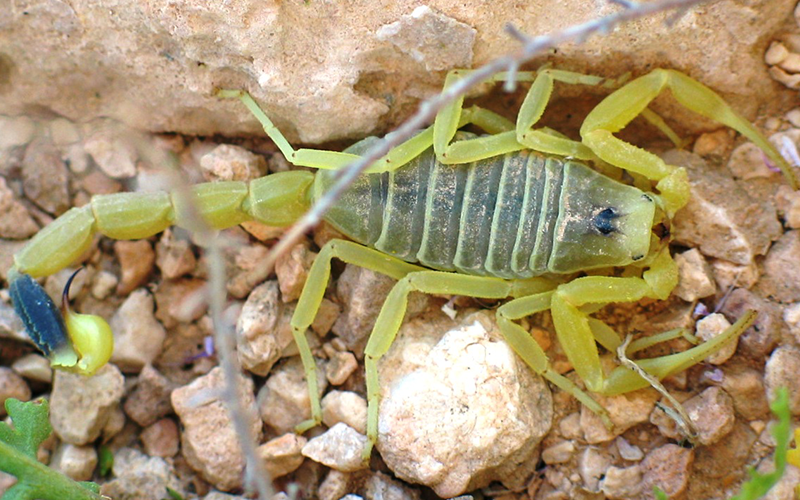 Deathstalker Scorpion