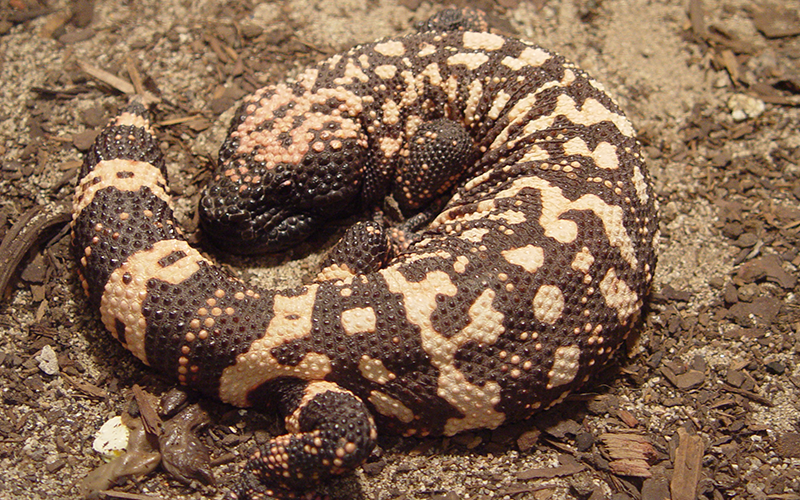 Gila Monster