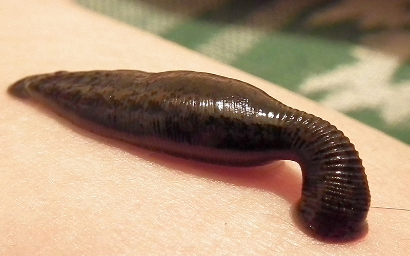 Leeches