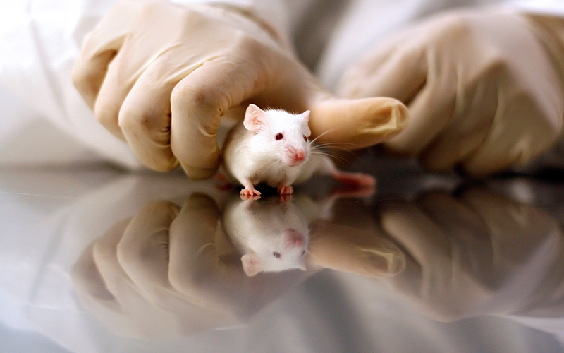 Scientist's Hands Grabbing White Mouse