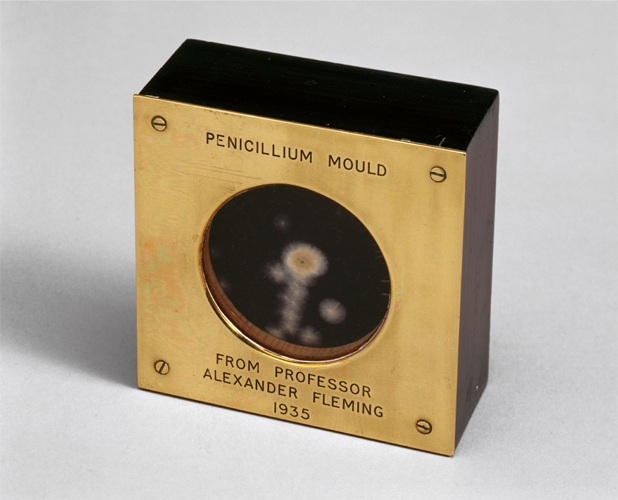 Penicillin Mould