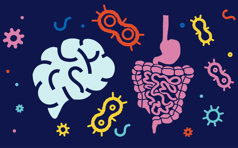 A vector illustration of the brain, digestive system, and gut microbes