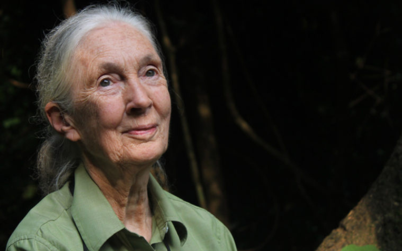 Jane Goodall