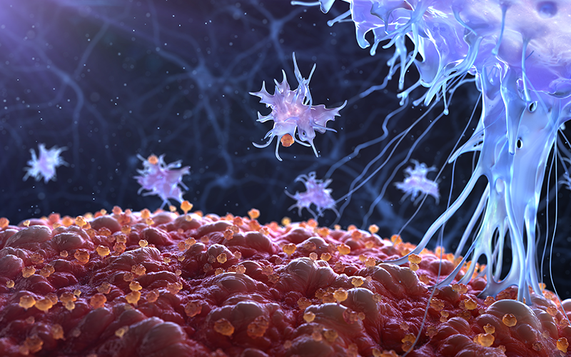 Immune cell in action