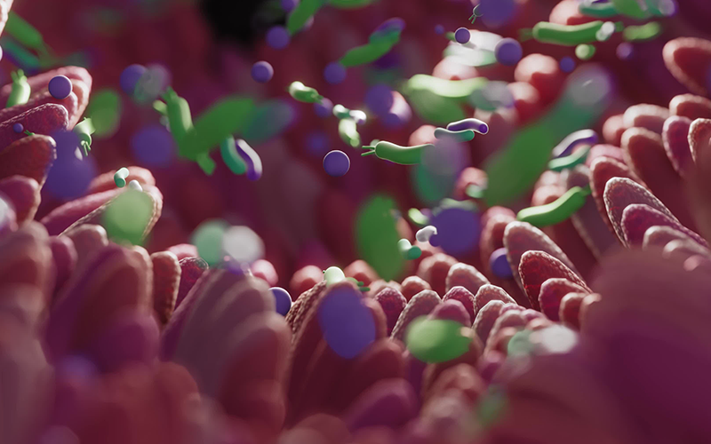 Microbiome intestine factories and microbiota