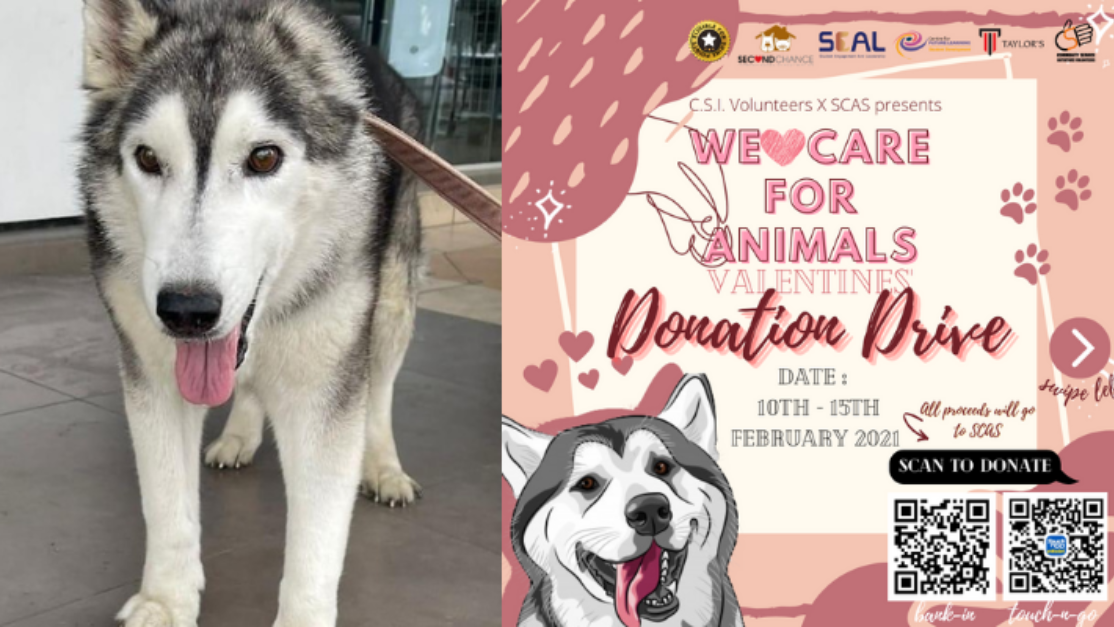 portrait of a husky and a donation drive poster