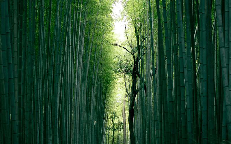 Bamboo